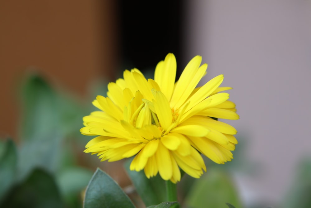 a close up of a yellow flower on a plant