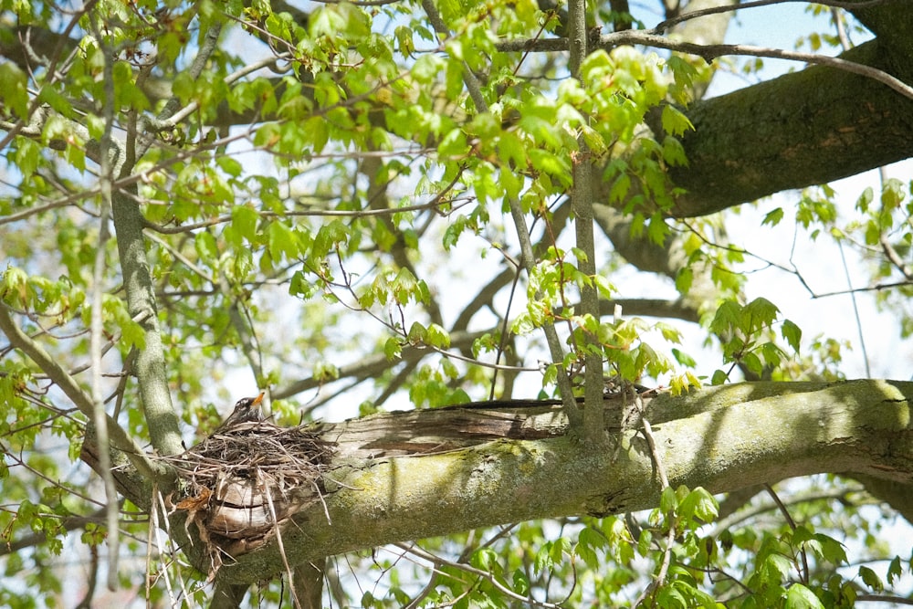 a bird is sitting in a nest in a tree