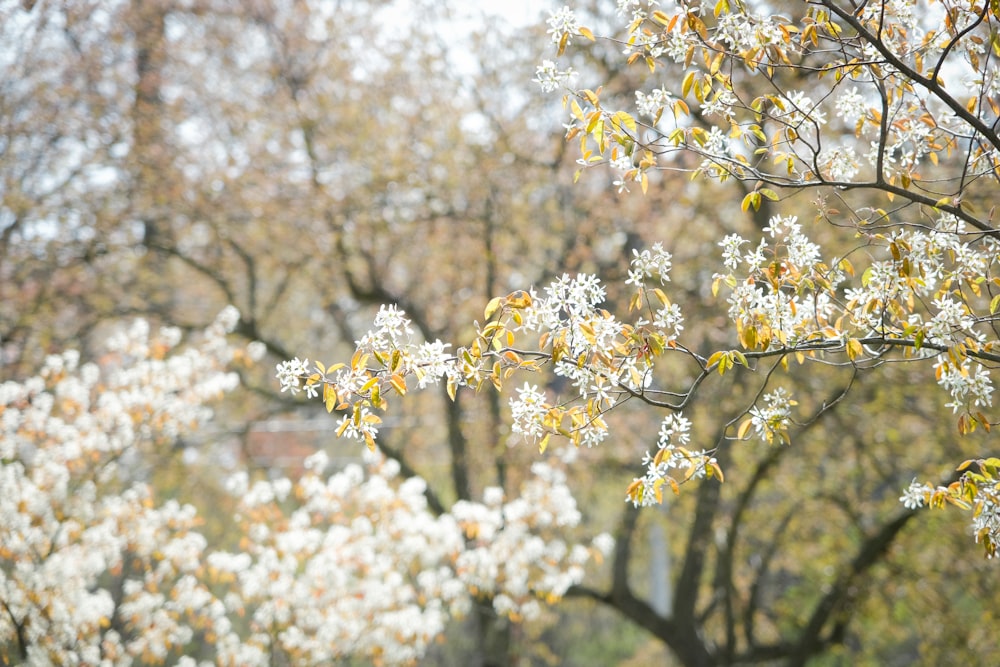 a tree filled with lots of white flowers