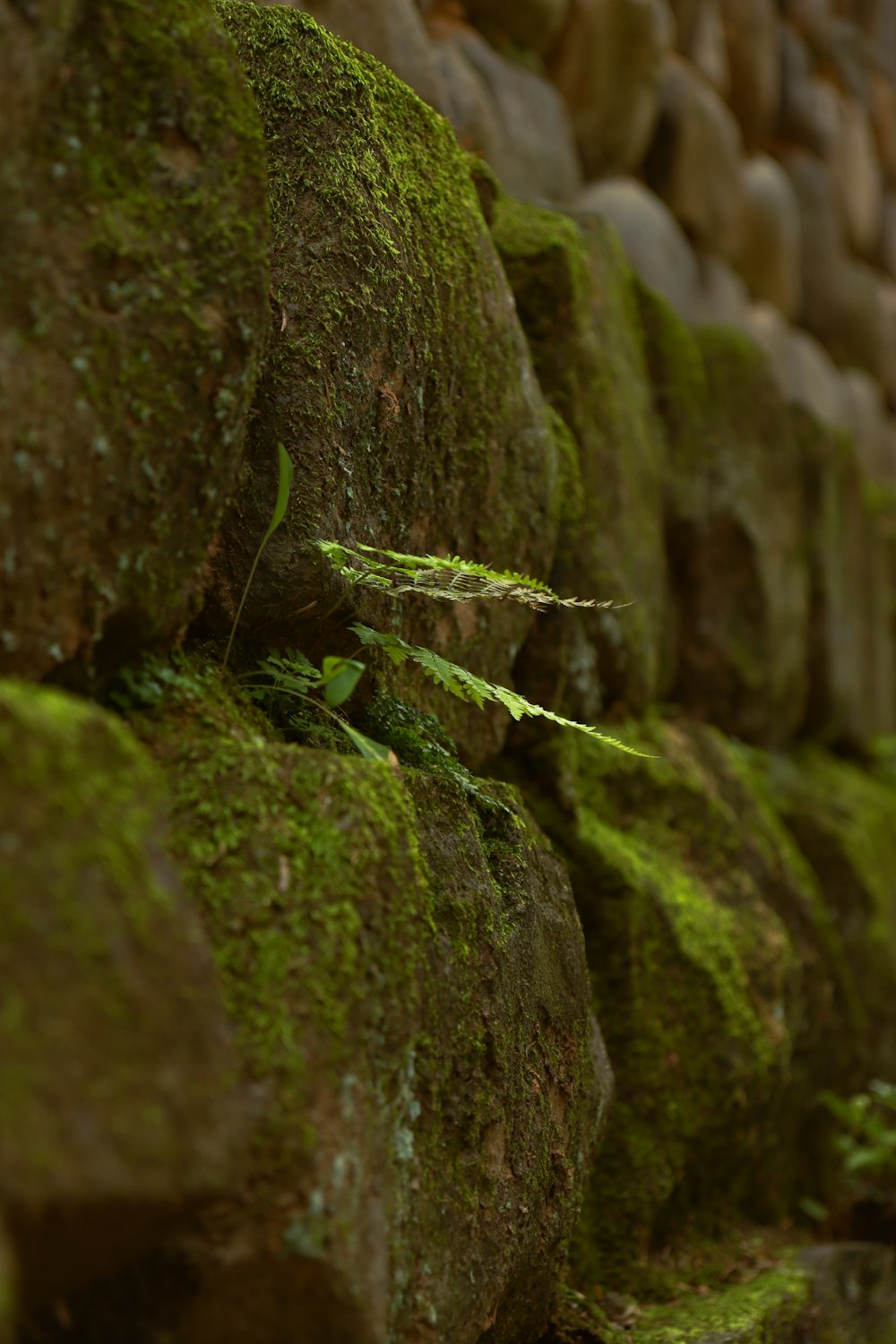 a stone wall covered in green moss and rocks