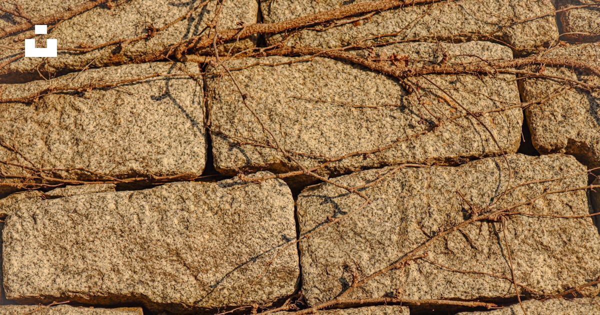 A bunch of rocks with vines growing on them photo – Free Sangdang ...