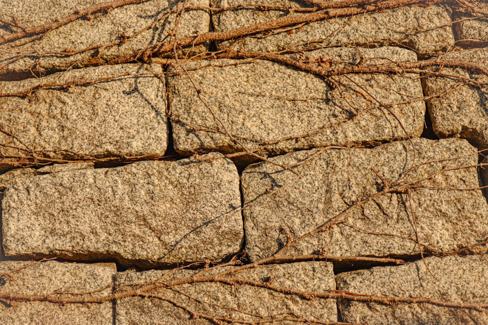 a bunch of rocks with vines growing on them