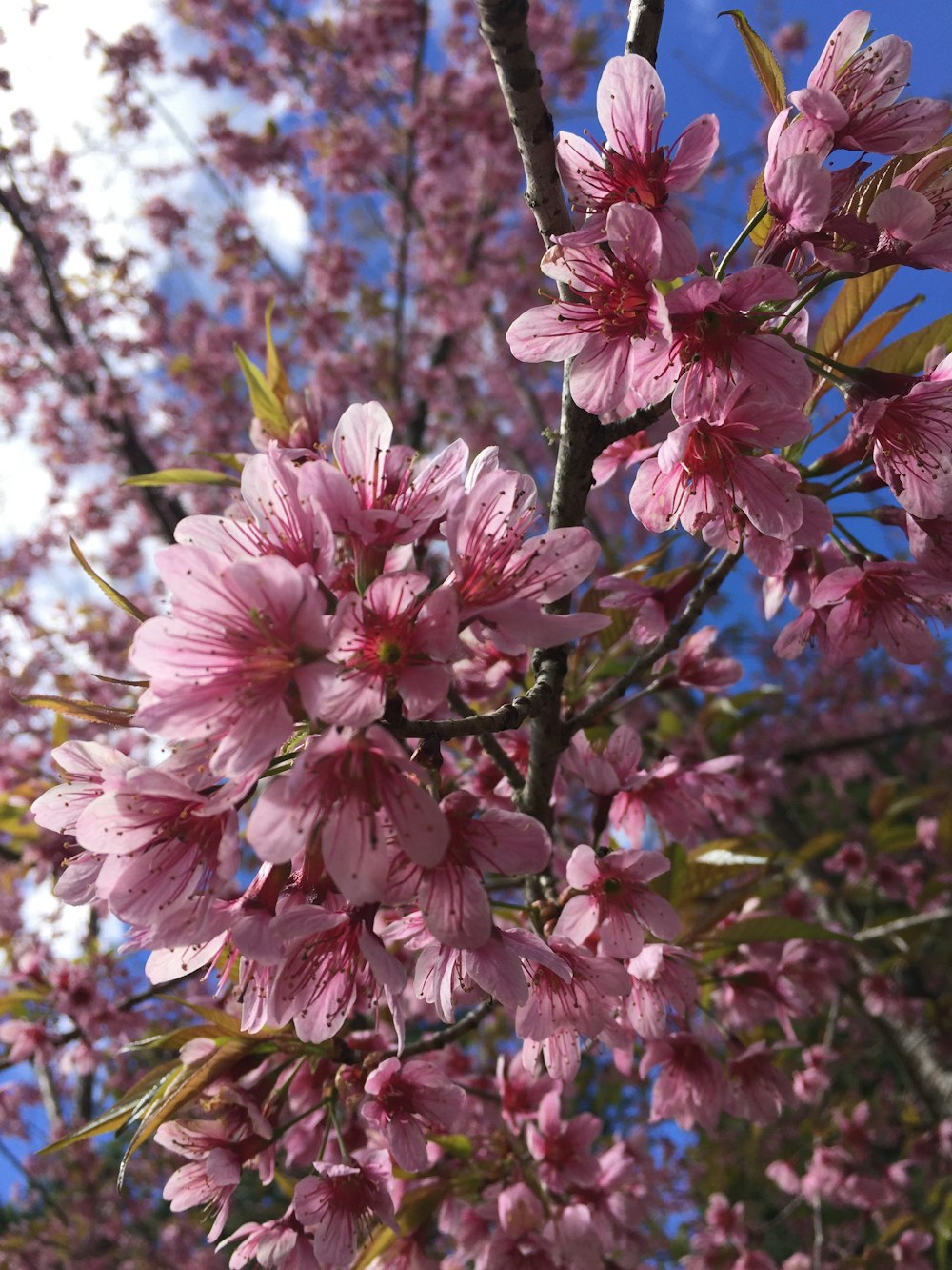 pink flowers are blooming on the branches of a tree