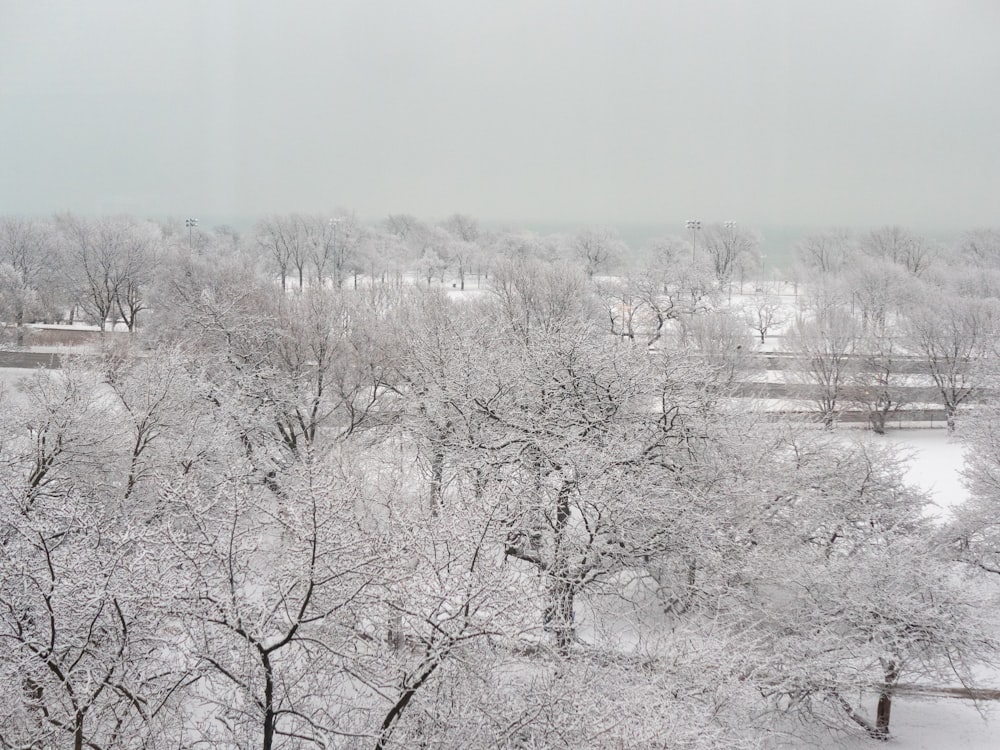 a snowy landscape with trees and a fence