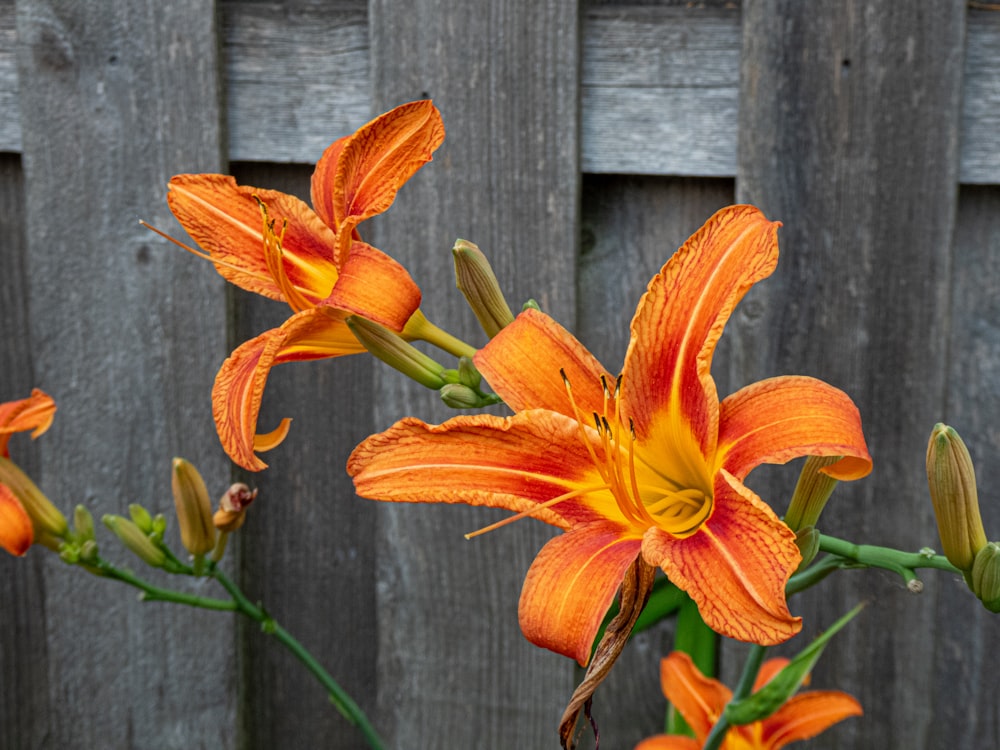 a group of orange flowers in front of a wooden fence