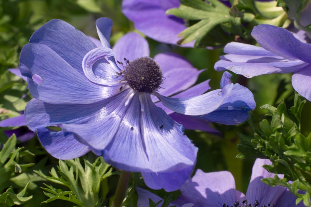 a close up of a blue flower with green leaves