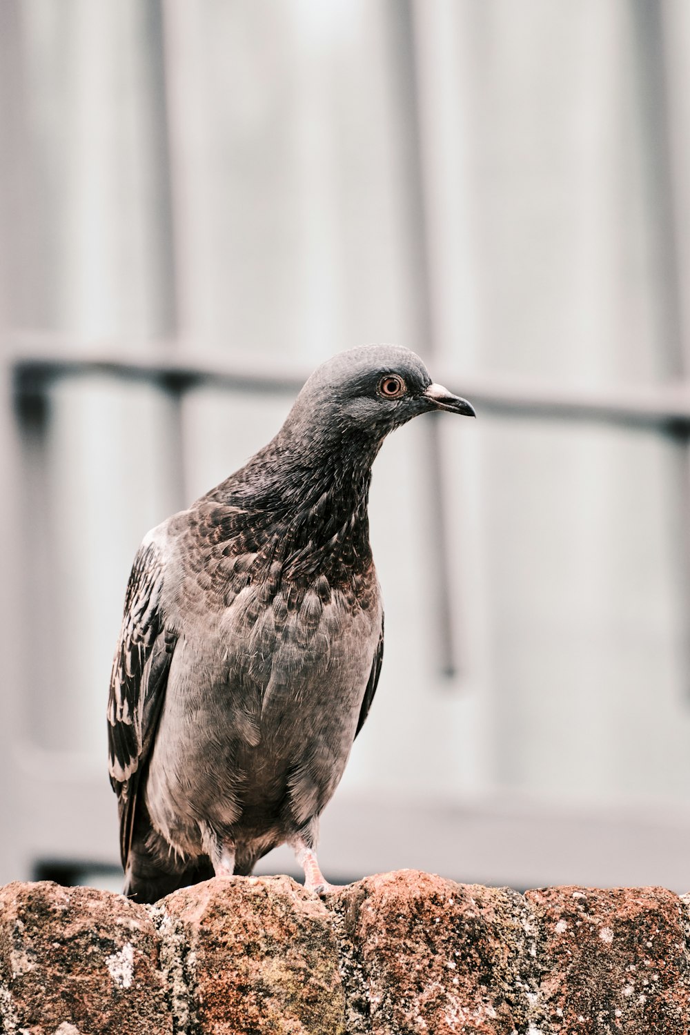 a bird sitting on top of a stone wall