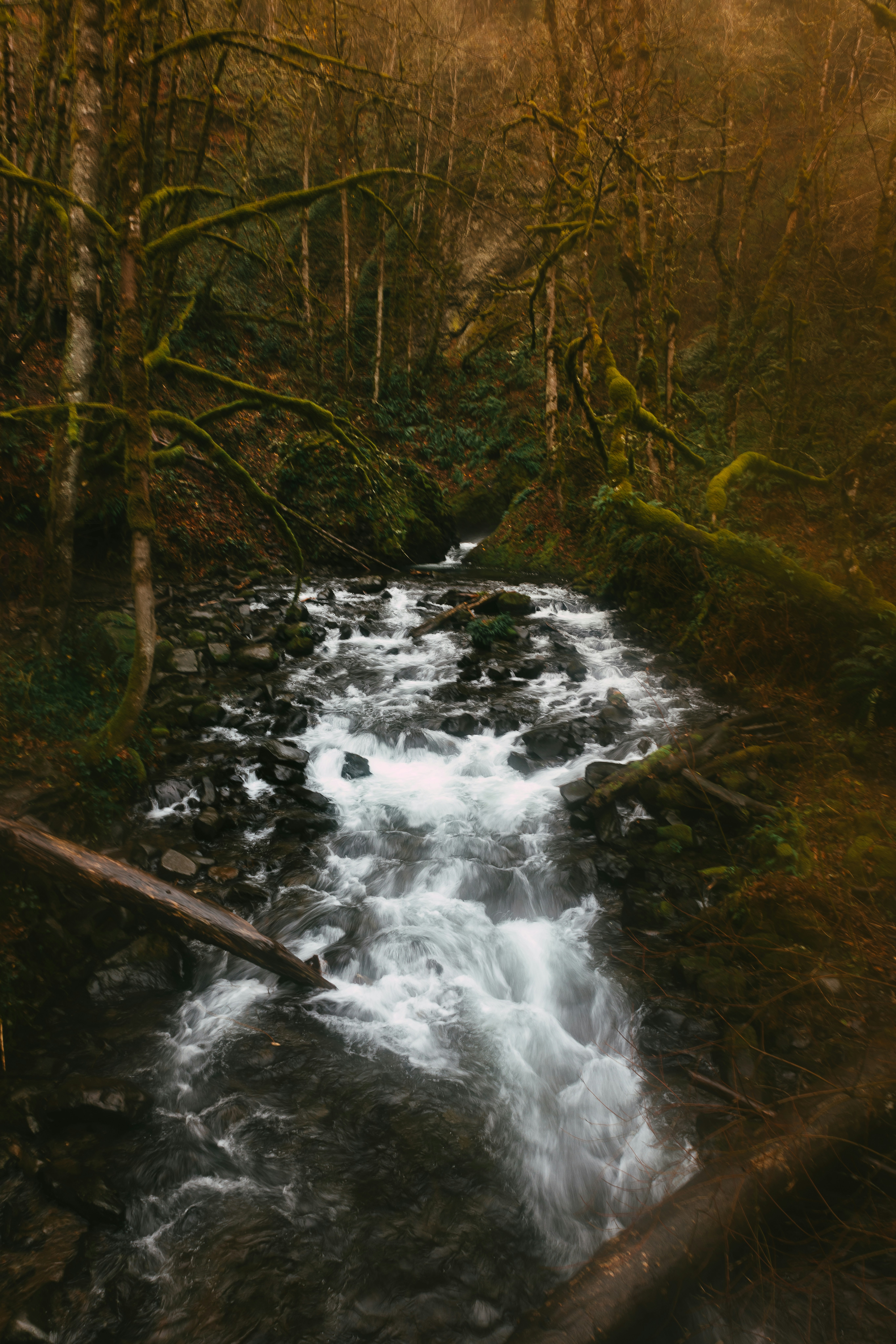A stream running through a forest filled with trees photo – Free Bridal ...