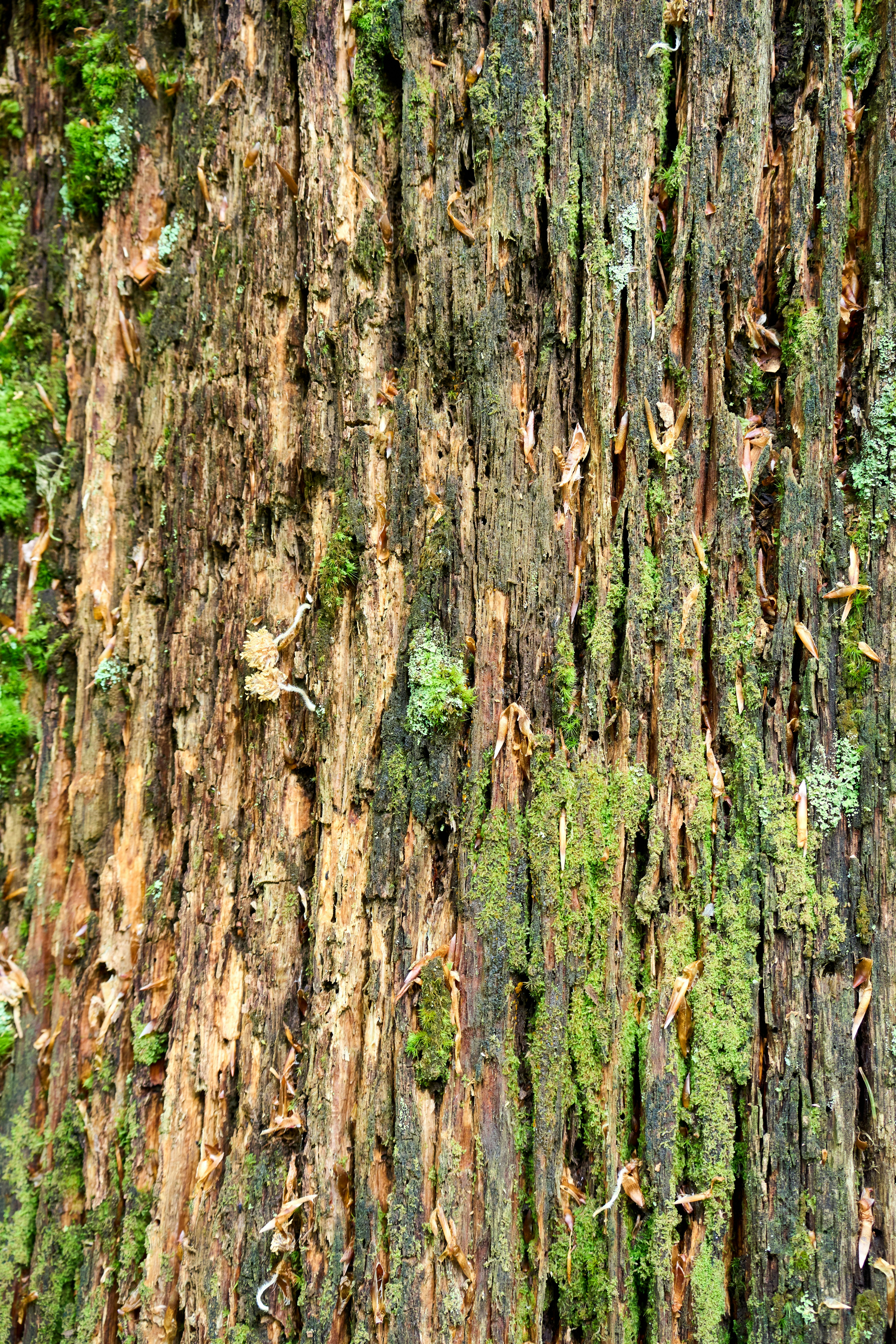 Photo by wolfgang_hasselmann