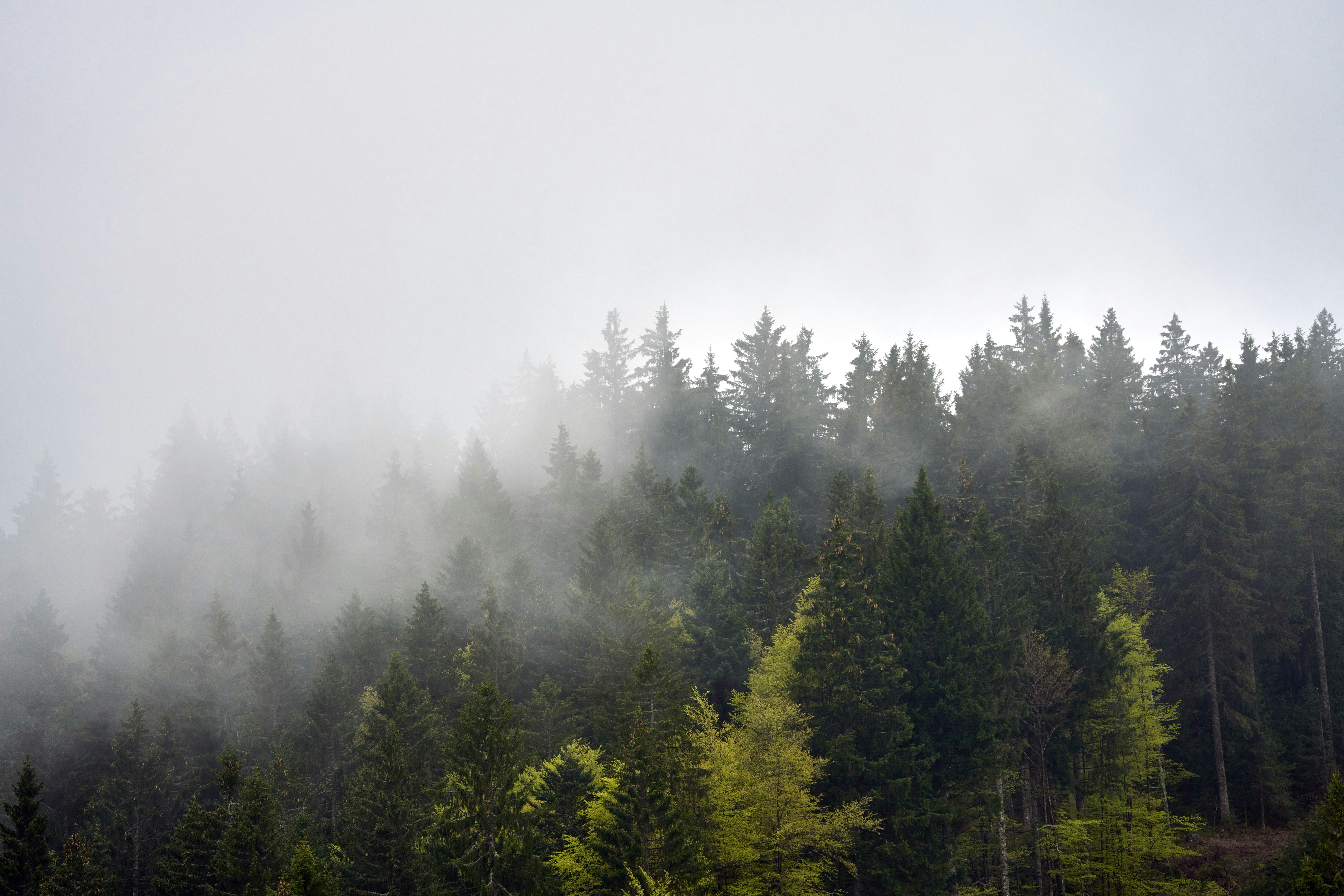 Photo by wolfgang_hasselmann