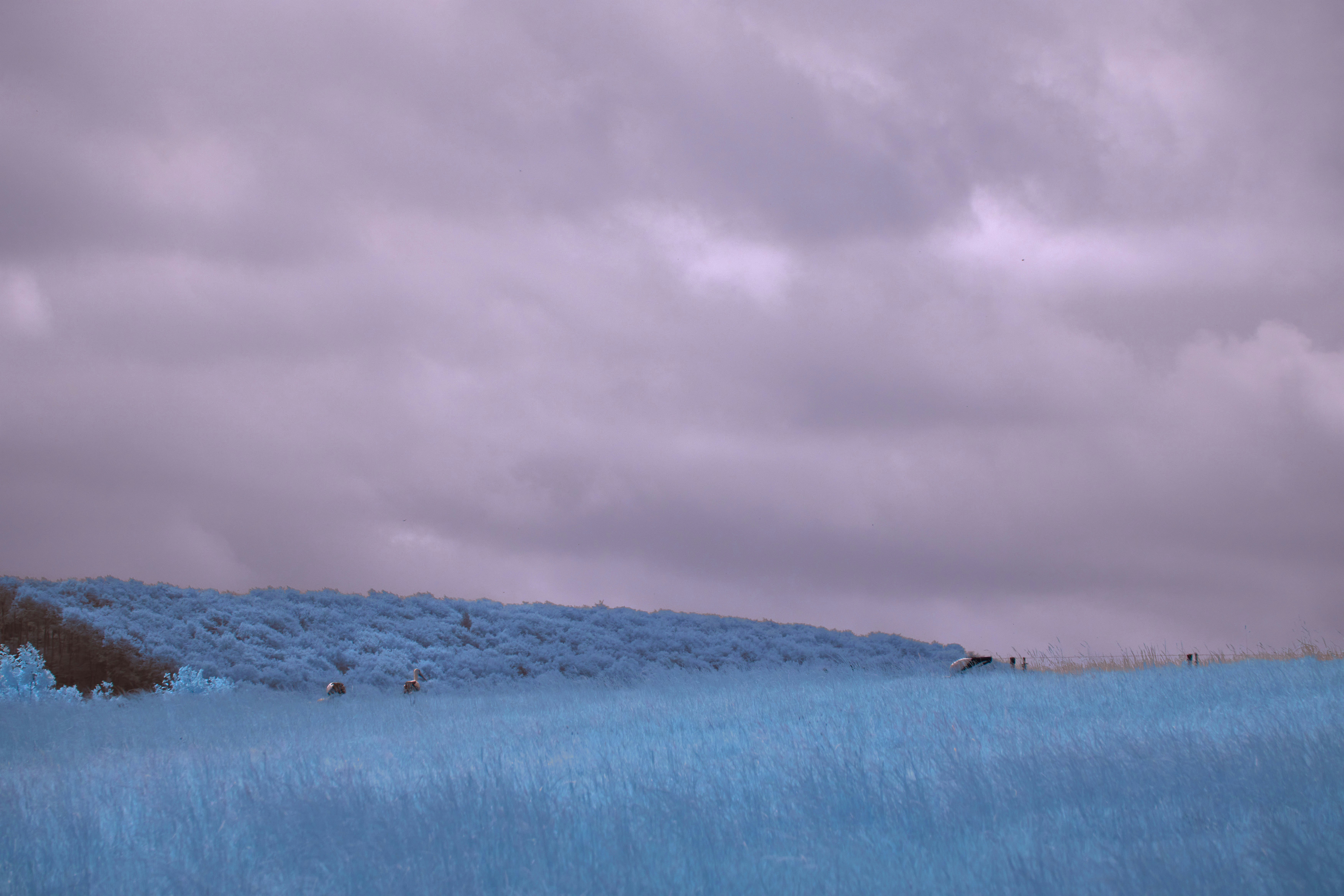 a field of blue grass under a cloudy sky