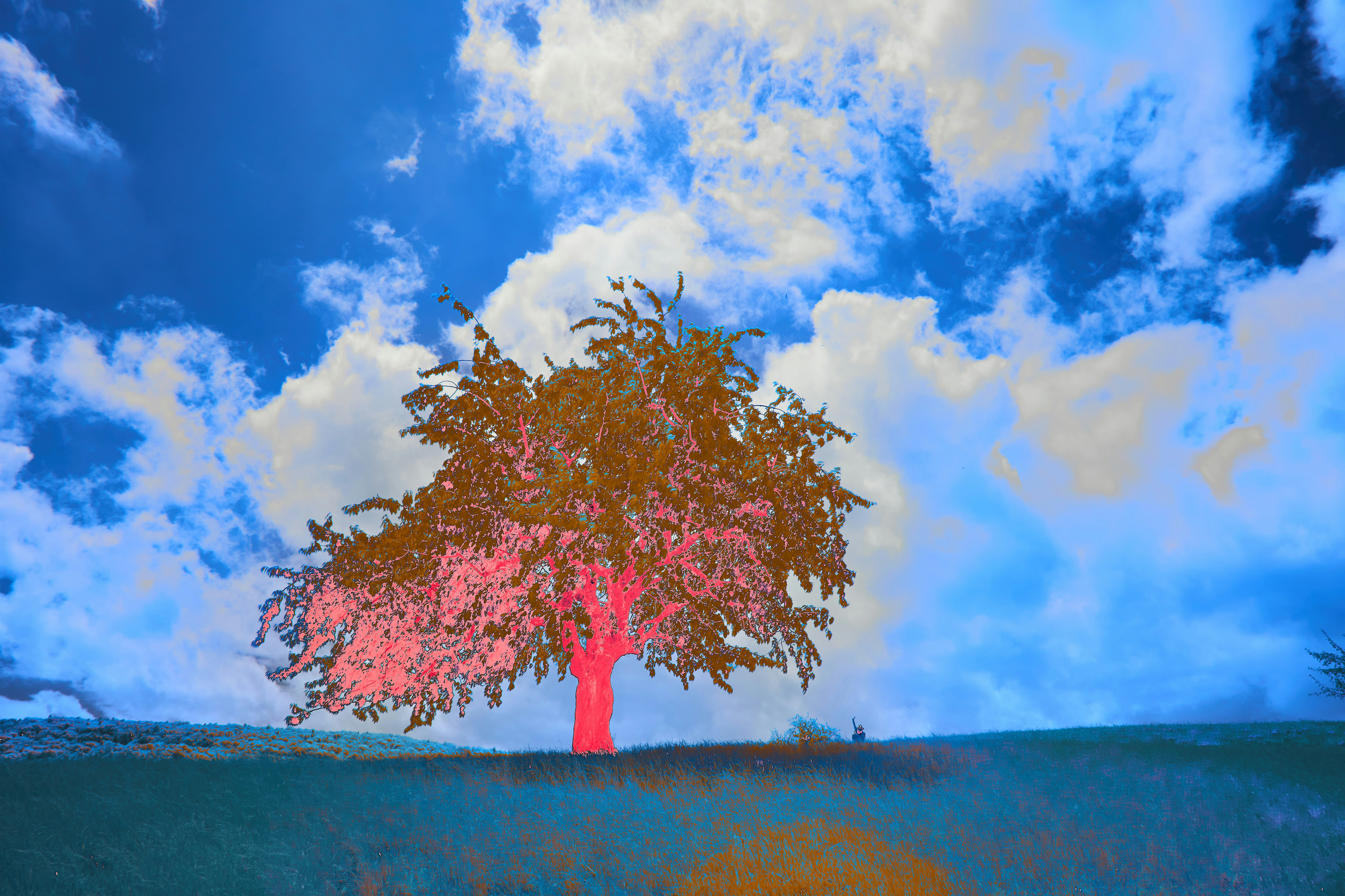 Photo by wolfgang_hasselmann