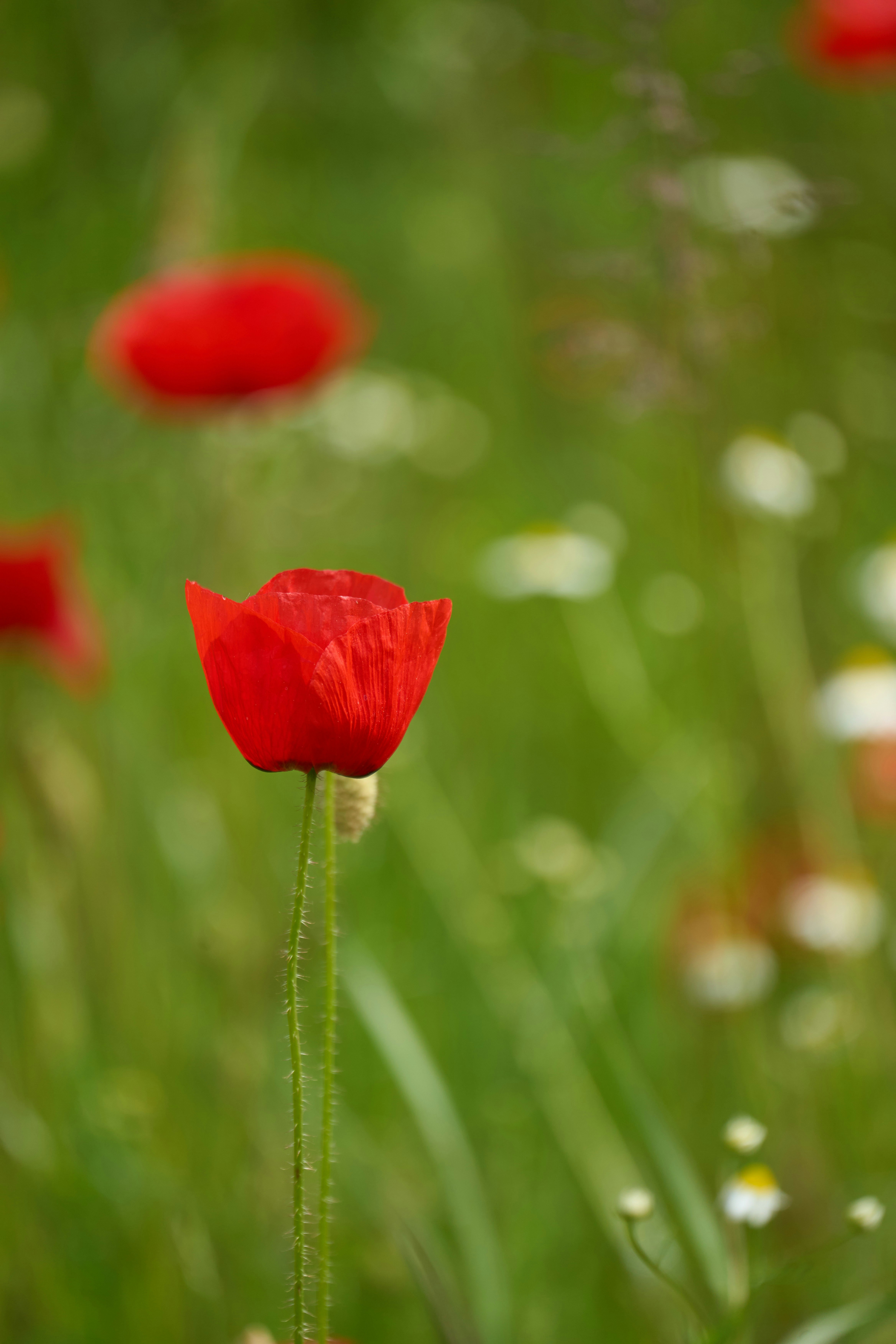 Photo by wolfgang_hasselmann