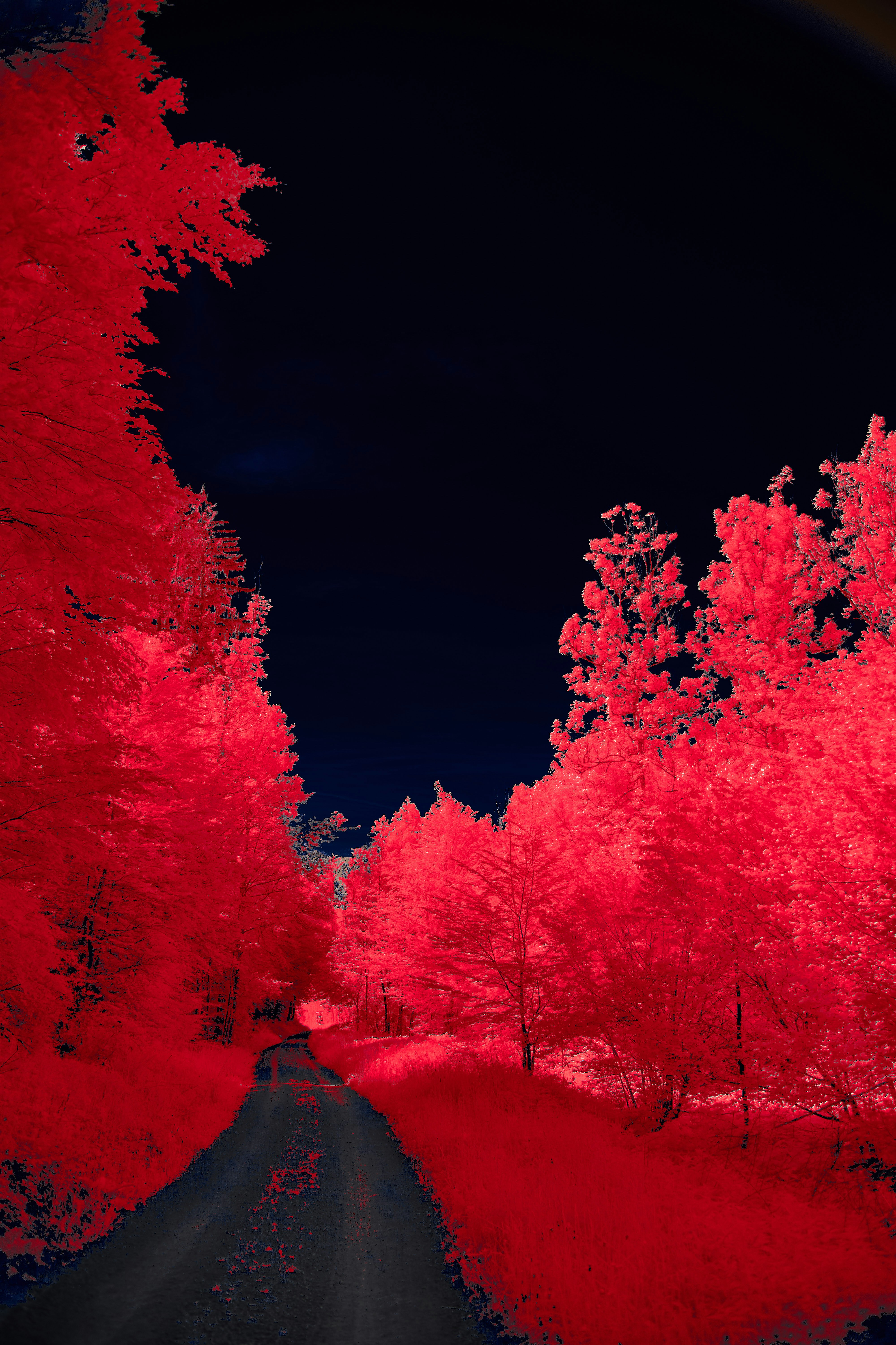 Photo by wolfgang_hasselmann