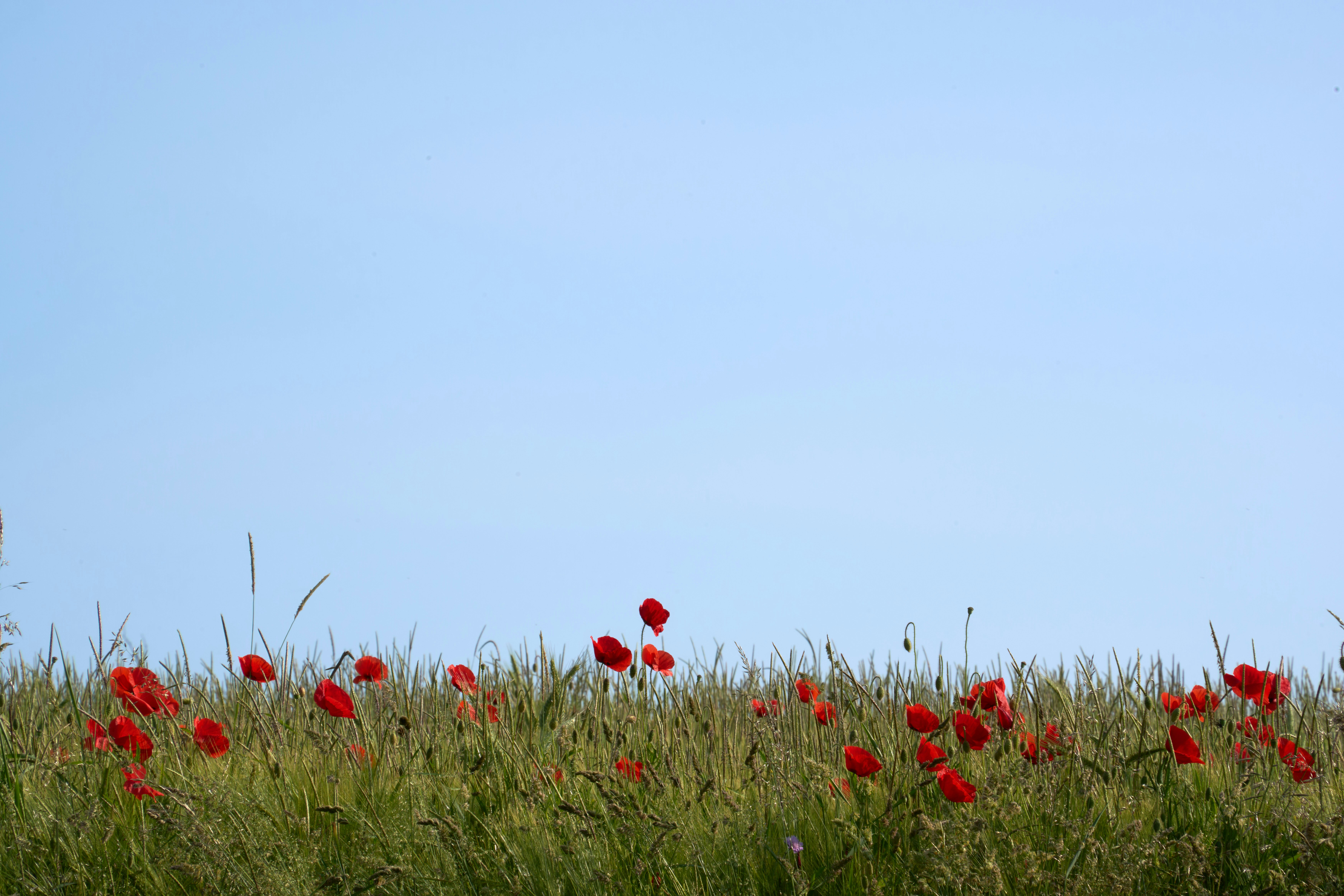 Photo by wolfgang_hasselmann