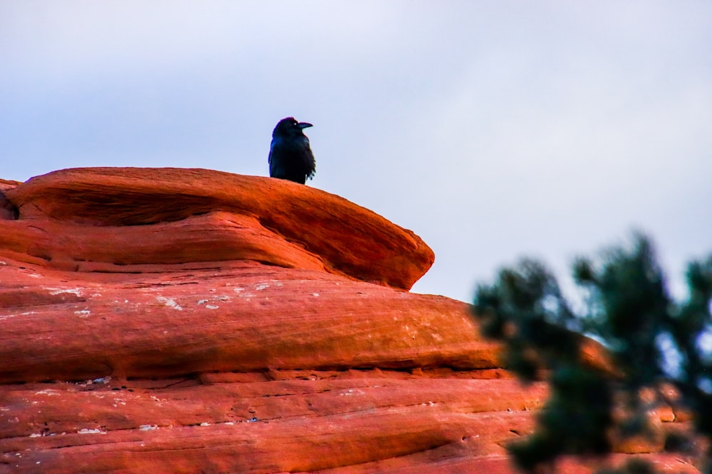 a black bird sitting on top of a red rock