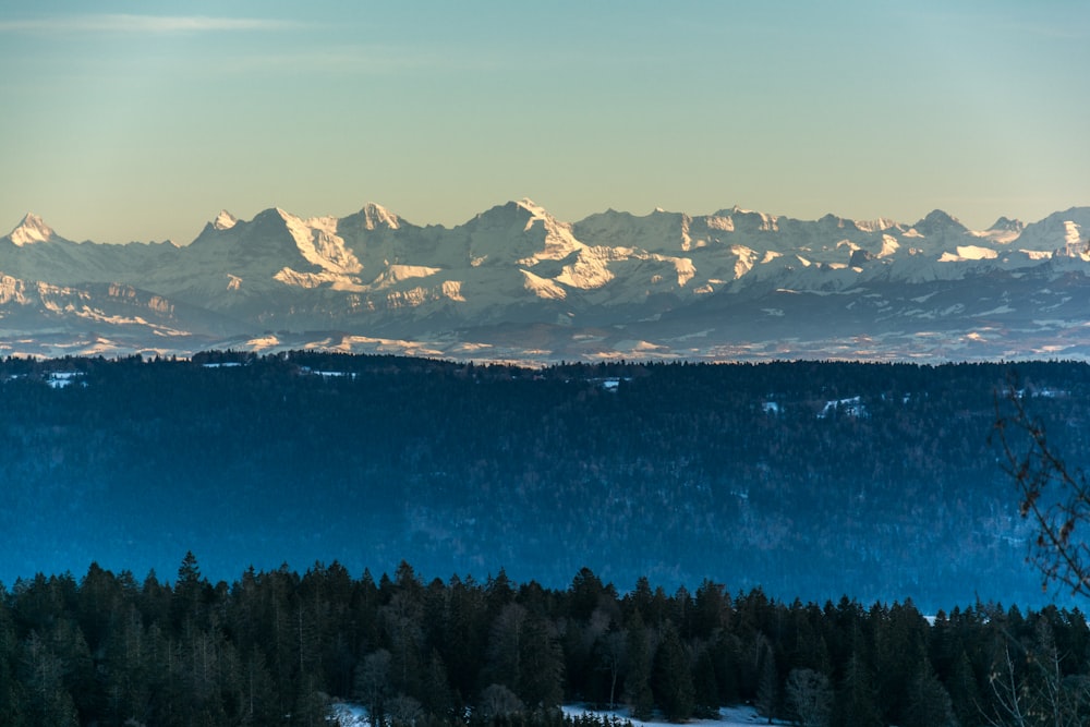 une vue d’une chaîne de montagnes avec des arbres au premier plan