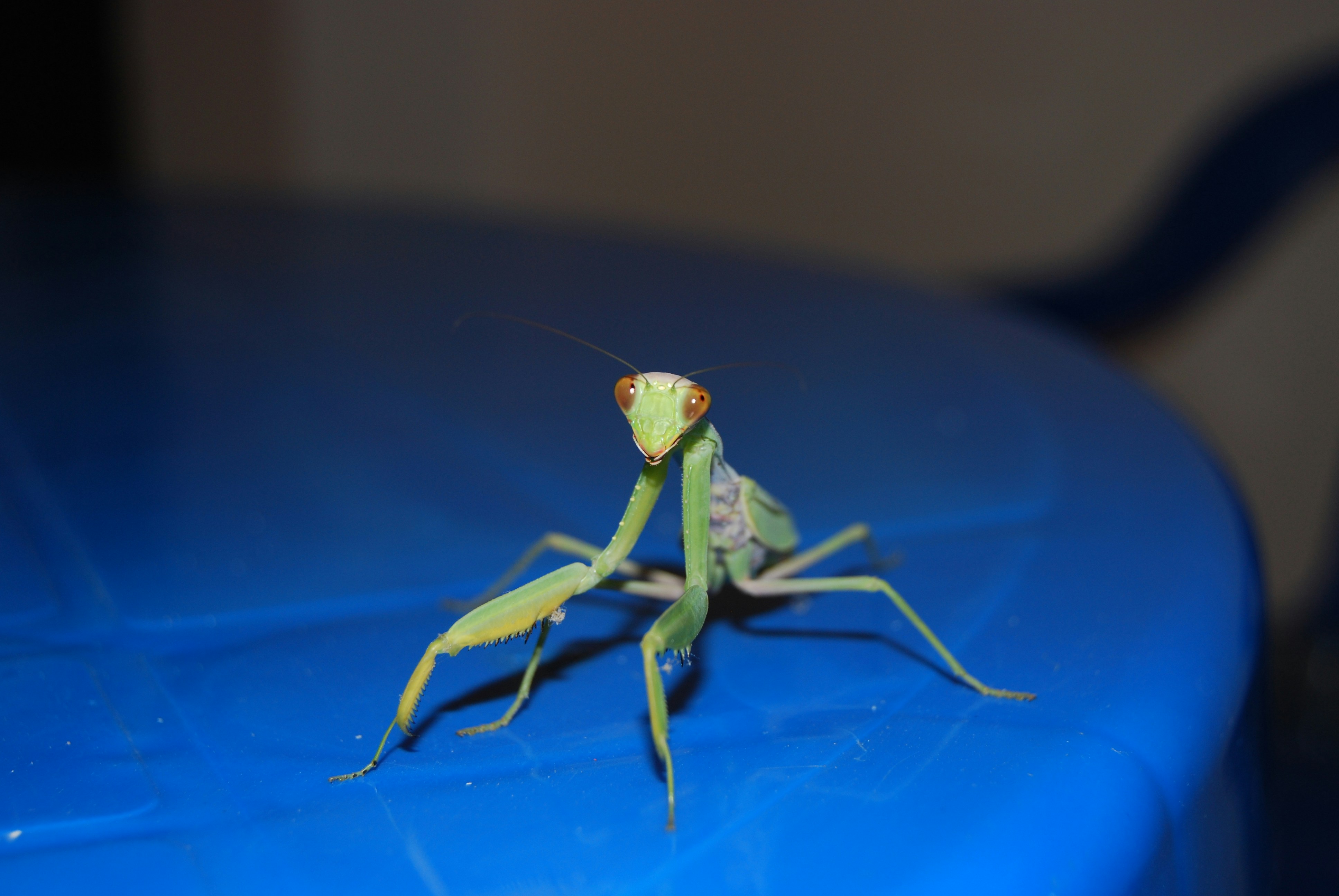 青い表面に祈るカマキリのクローズ アップ