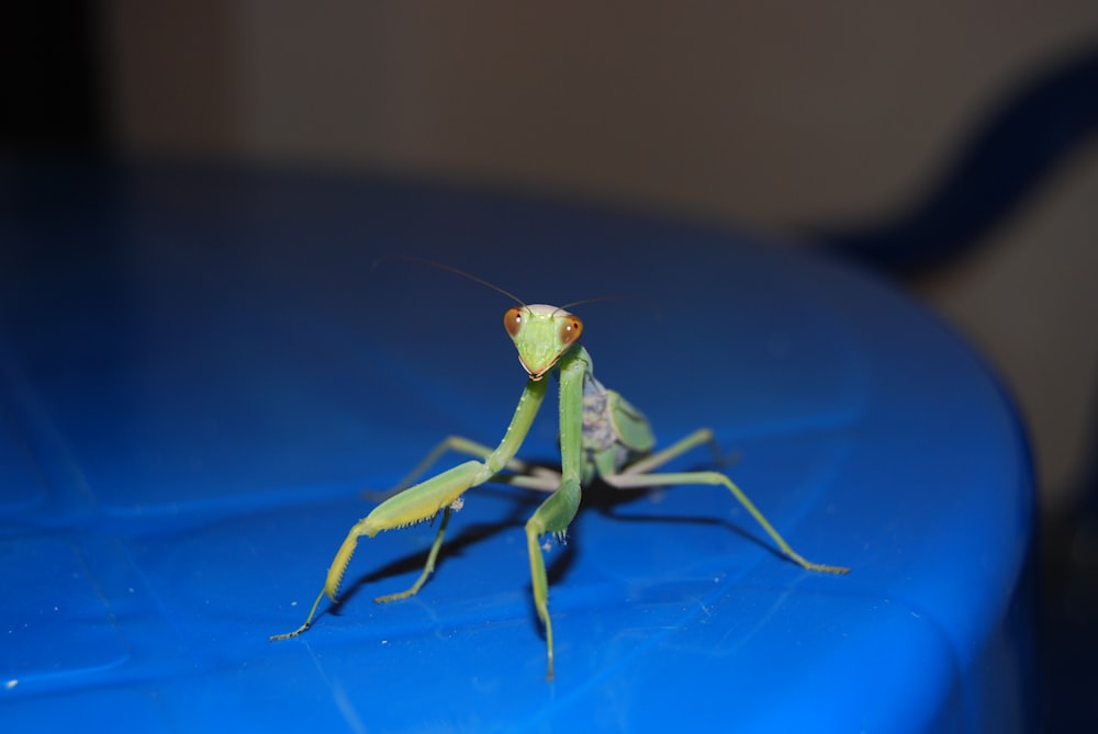 a close up of a praying mantissa on a blue surface