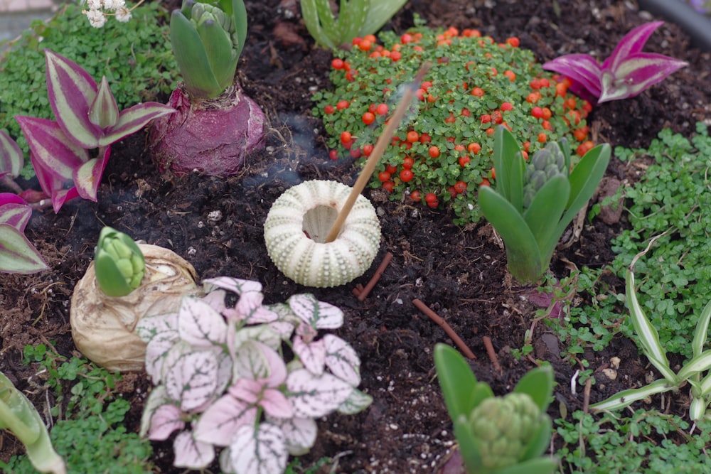 un giardino ricco di piante e fiori