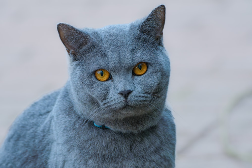 a gray cat with yellow eyes looking at the camera