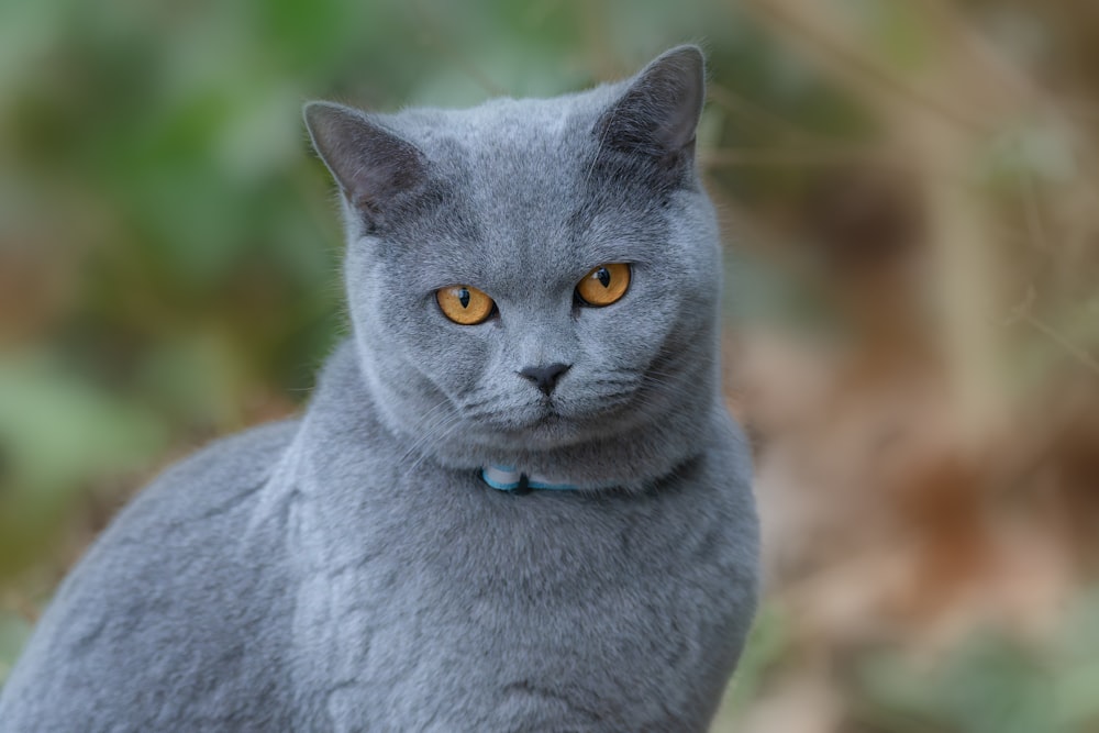 a gray cat with yellow eyes looking at the camera