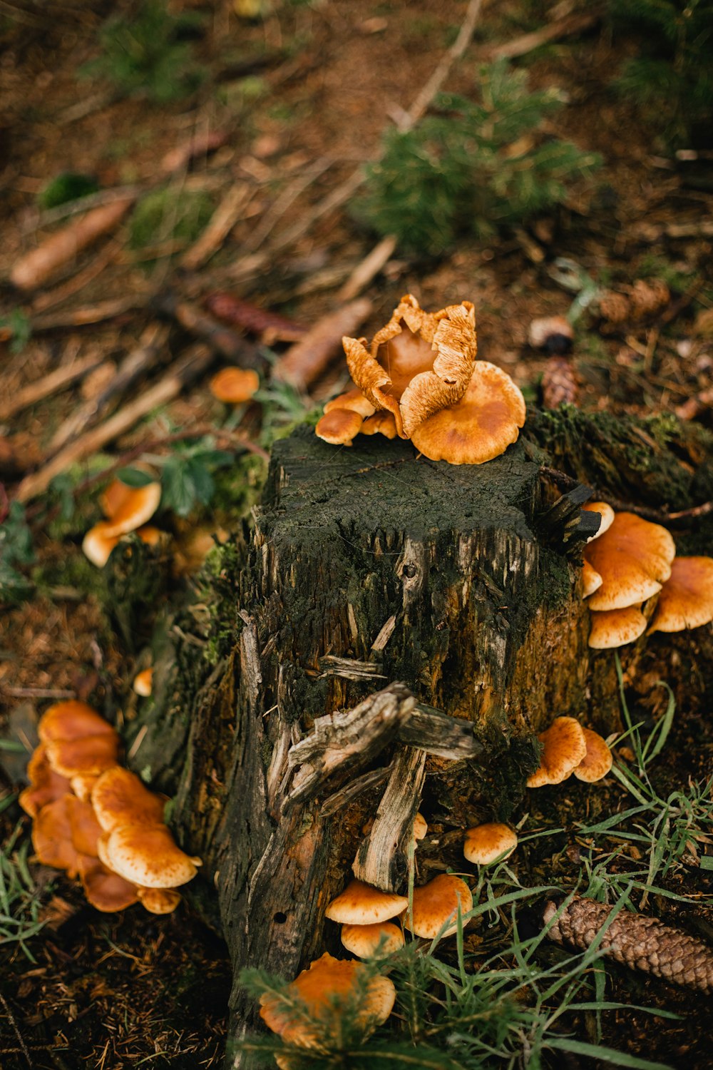 a group of mushrooms growing on a tree stump