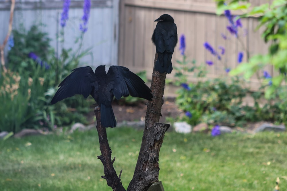 a couple of black birds sitting on top of a tree