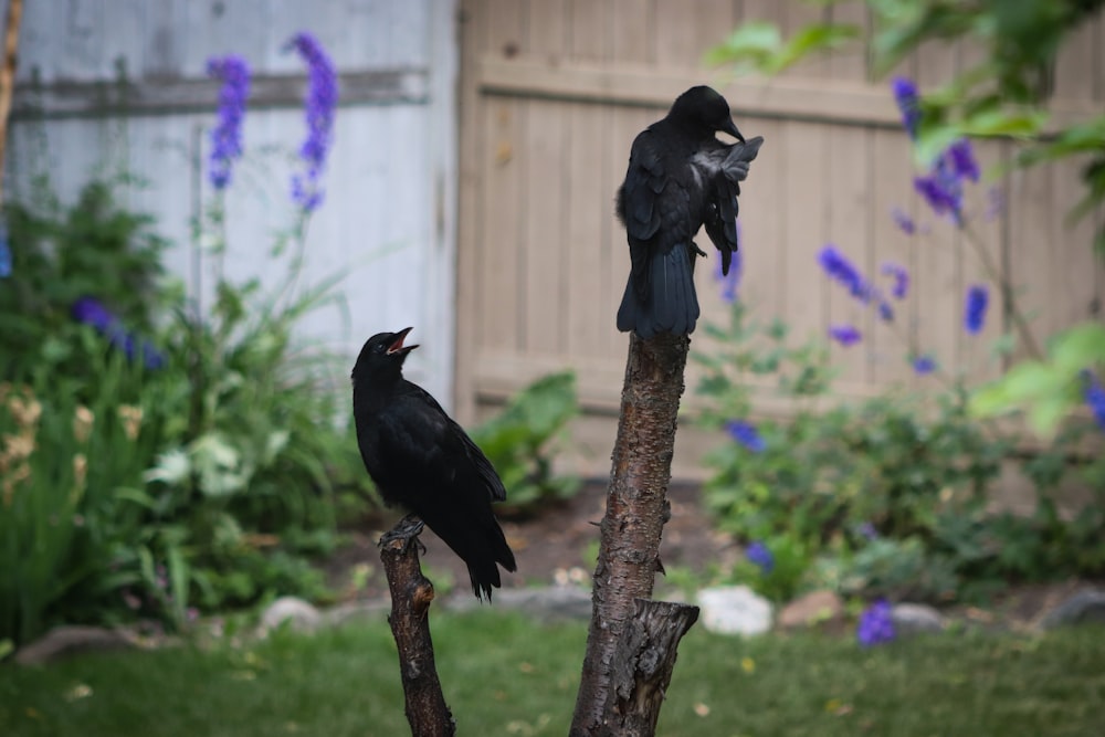 a couple of black birds sitting on top of a tree