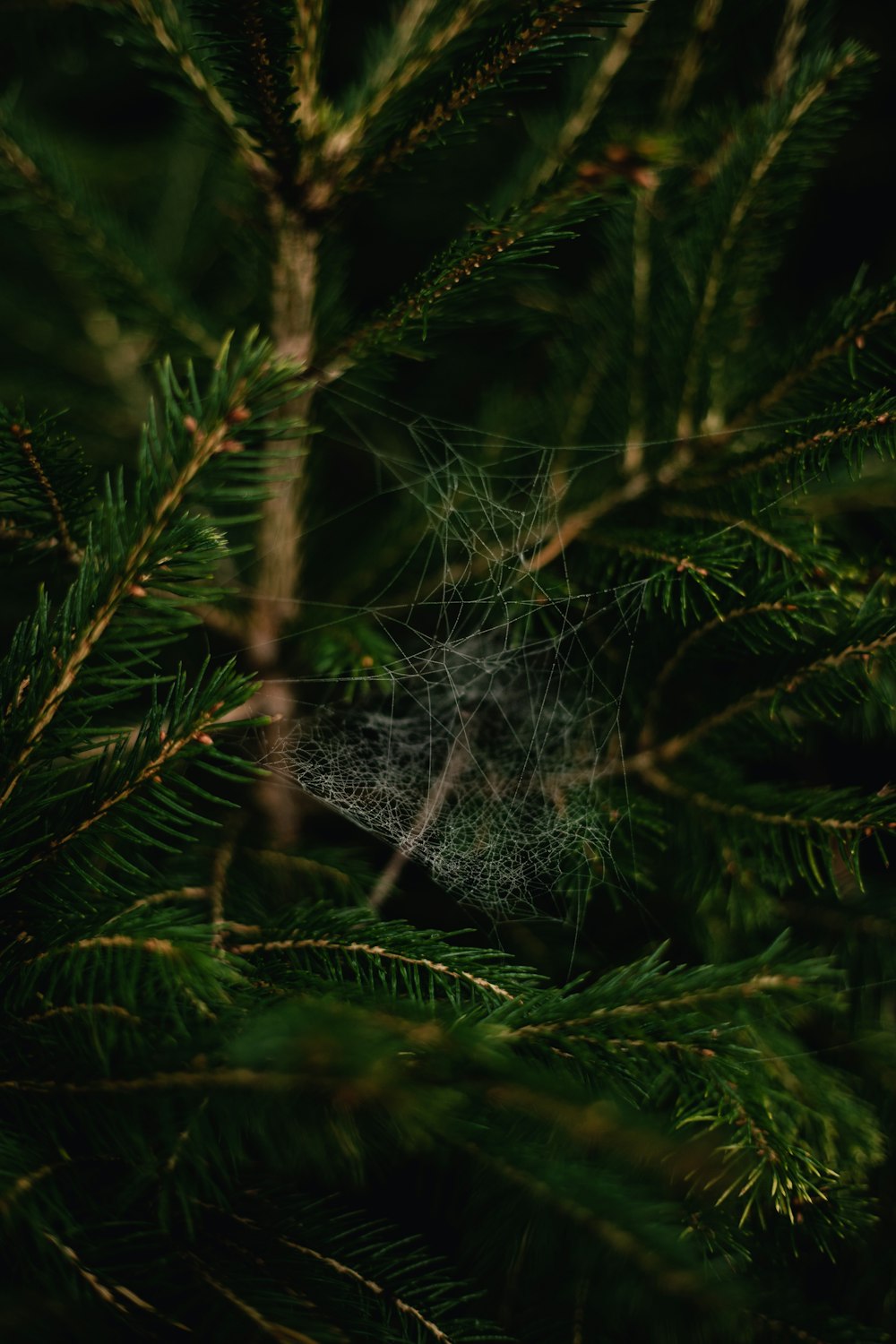 a spider web hanging from a pine tree