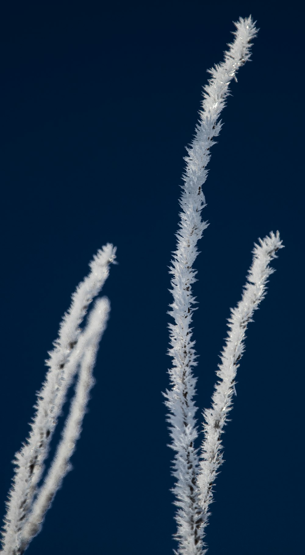 um close up de uma planta com um céu azul no fundo