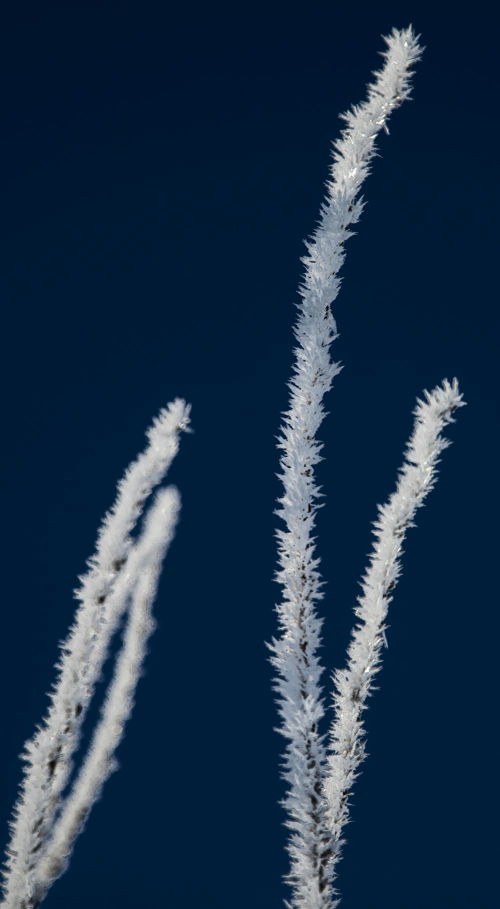 un primo piano di una pianta con un cielo blu sullo sfondo