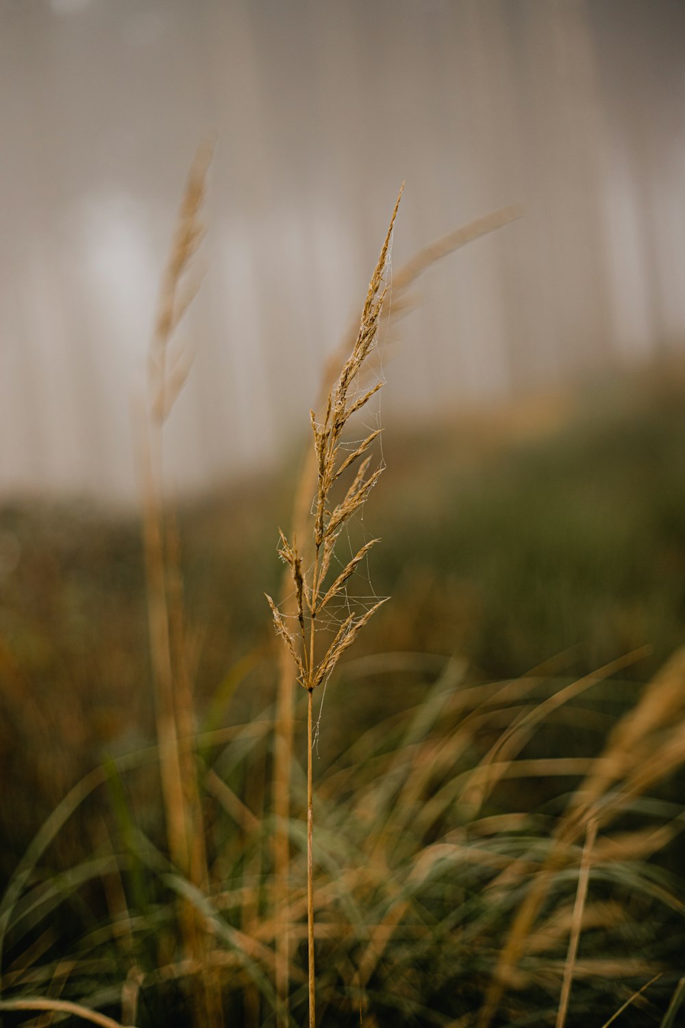 a close up of a plant with a blurry background