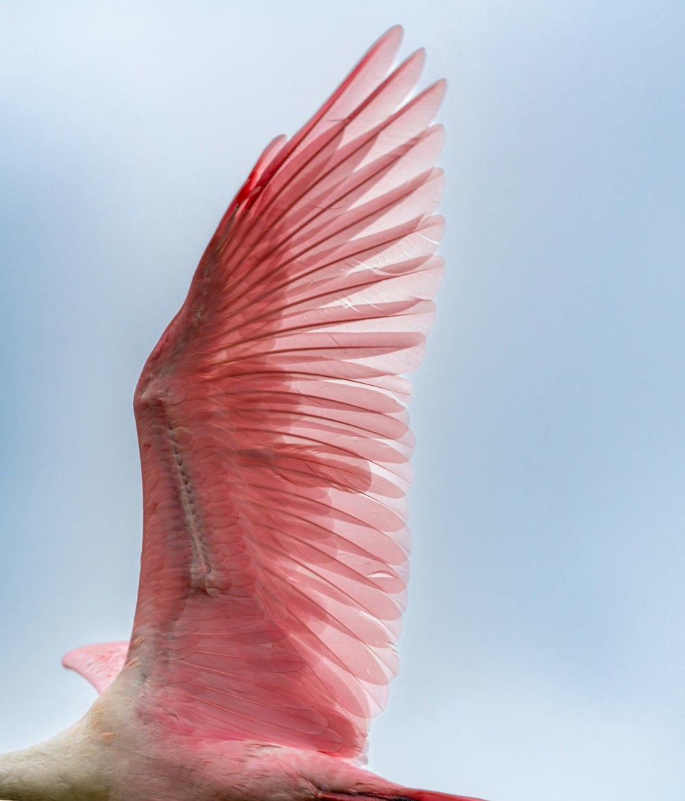 a pink and white bird flying through a blue sky