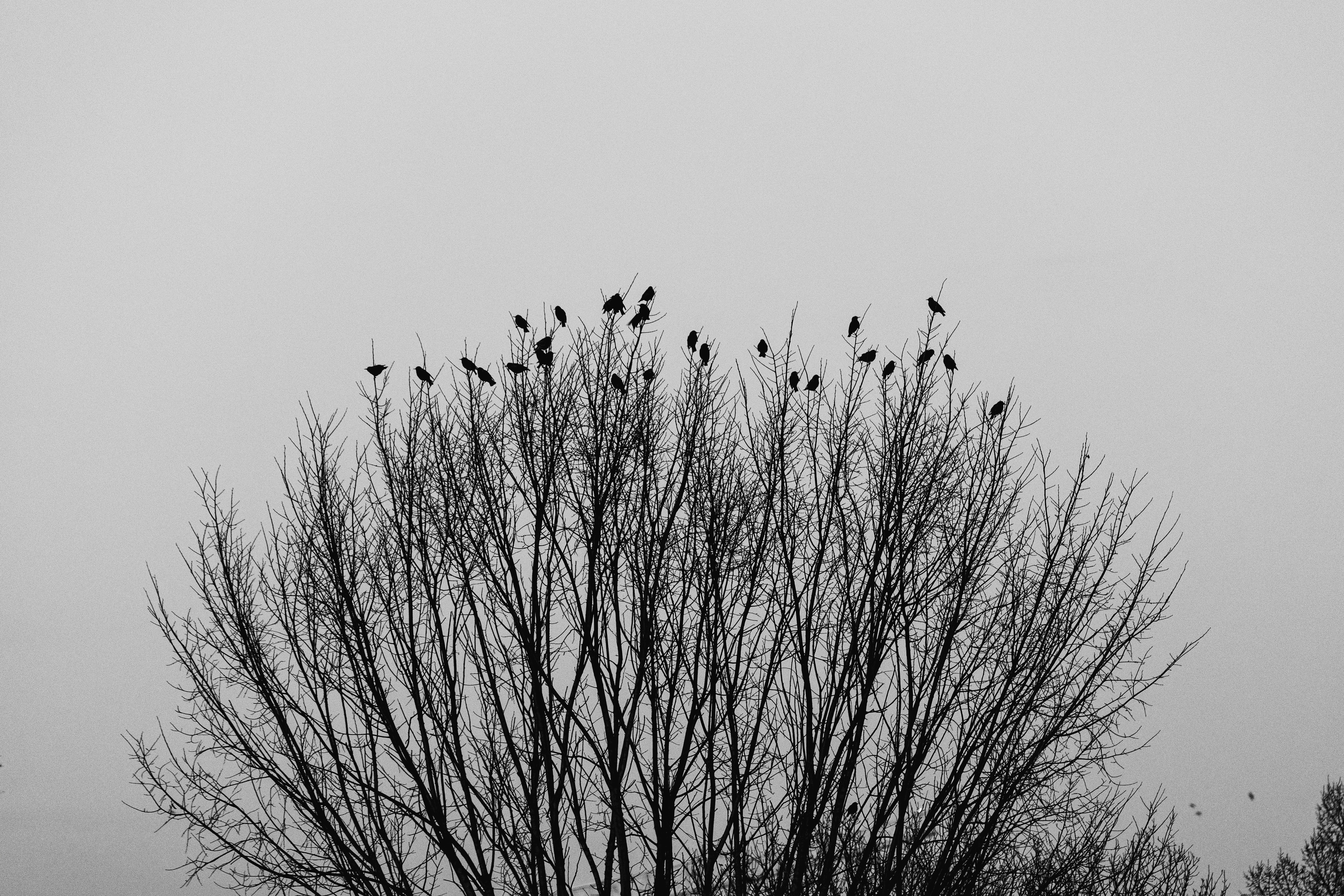 When the Swifts Leave the Sky