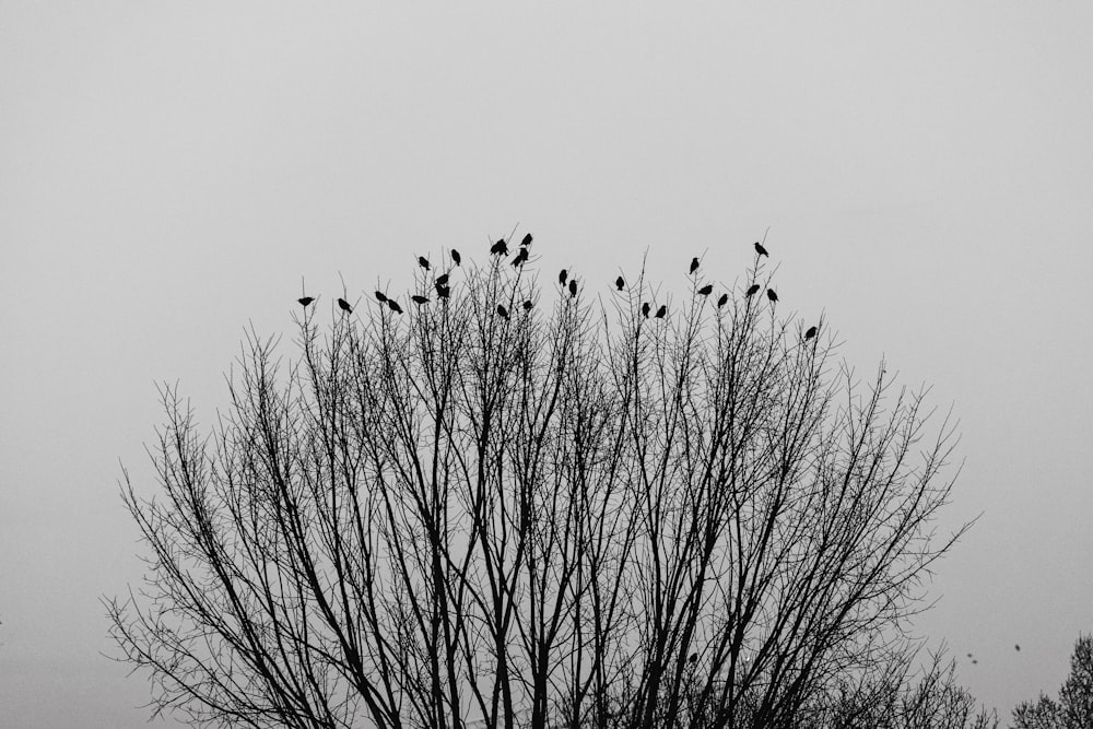 a flock of birds sitting on top of a tree