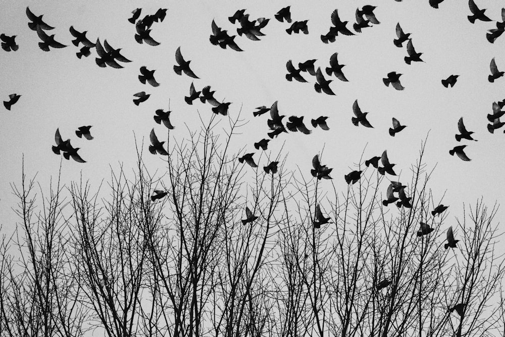 a flock of birds flying over a forest