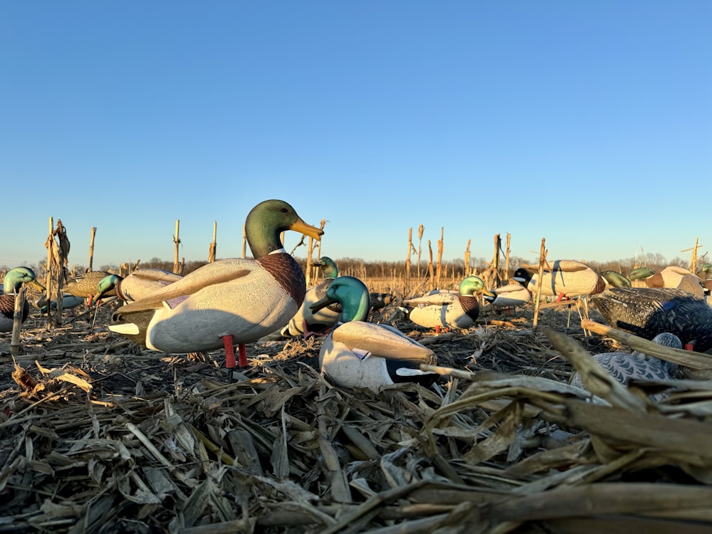 a flock of ducks standing on top of a dry grass field