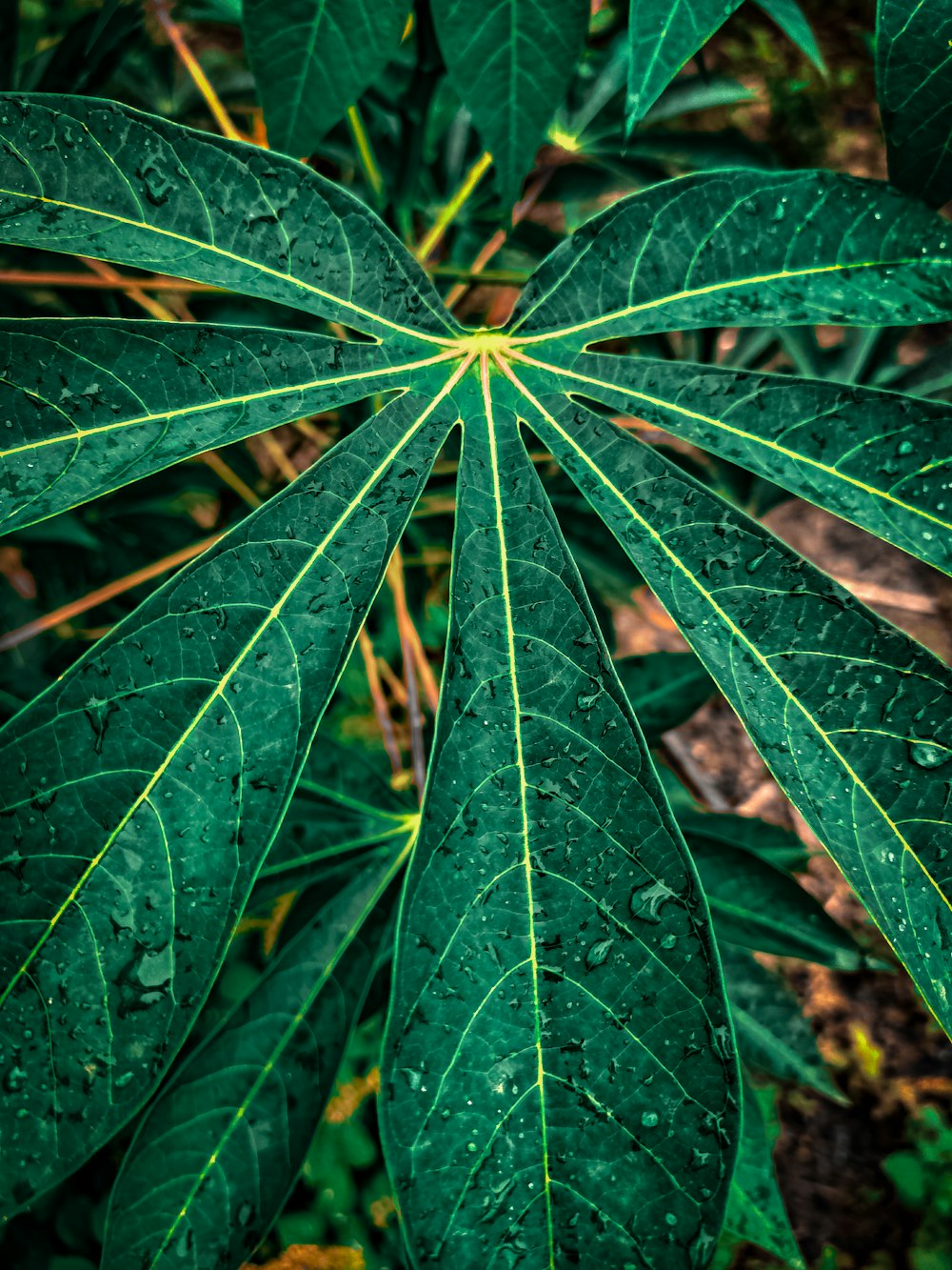 a large green leaf with drops of water on it