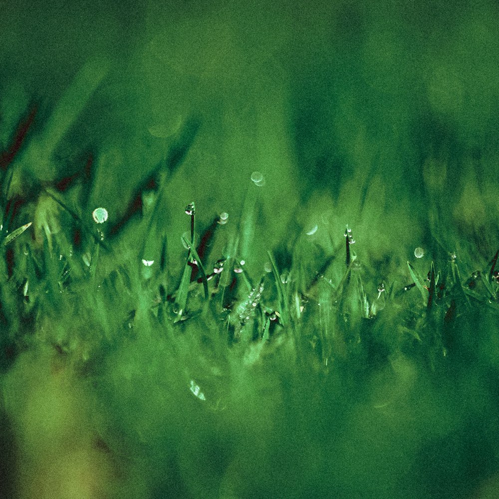 un gros plan d’herbe avec des gouttes d’eau dessus