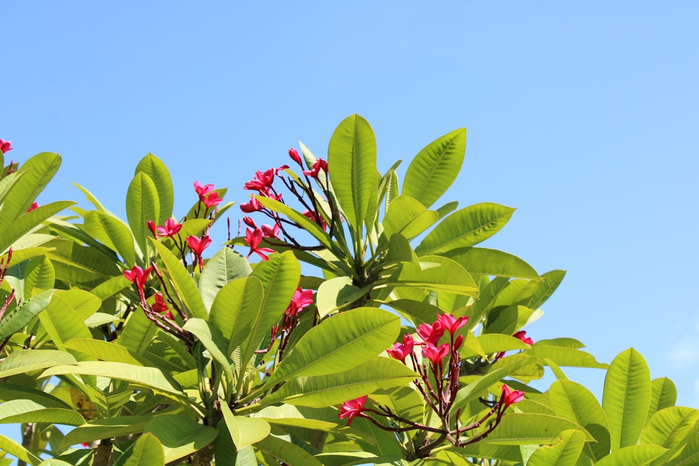 a tree with red flowers in the foreground and a blue sky in the background