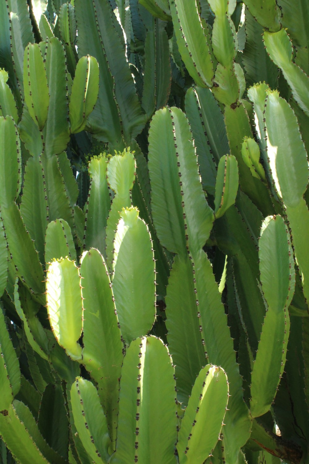 a close up of a bunch of green plants