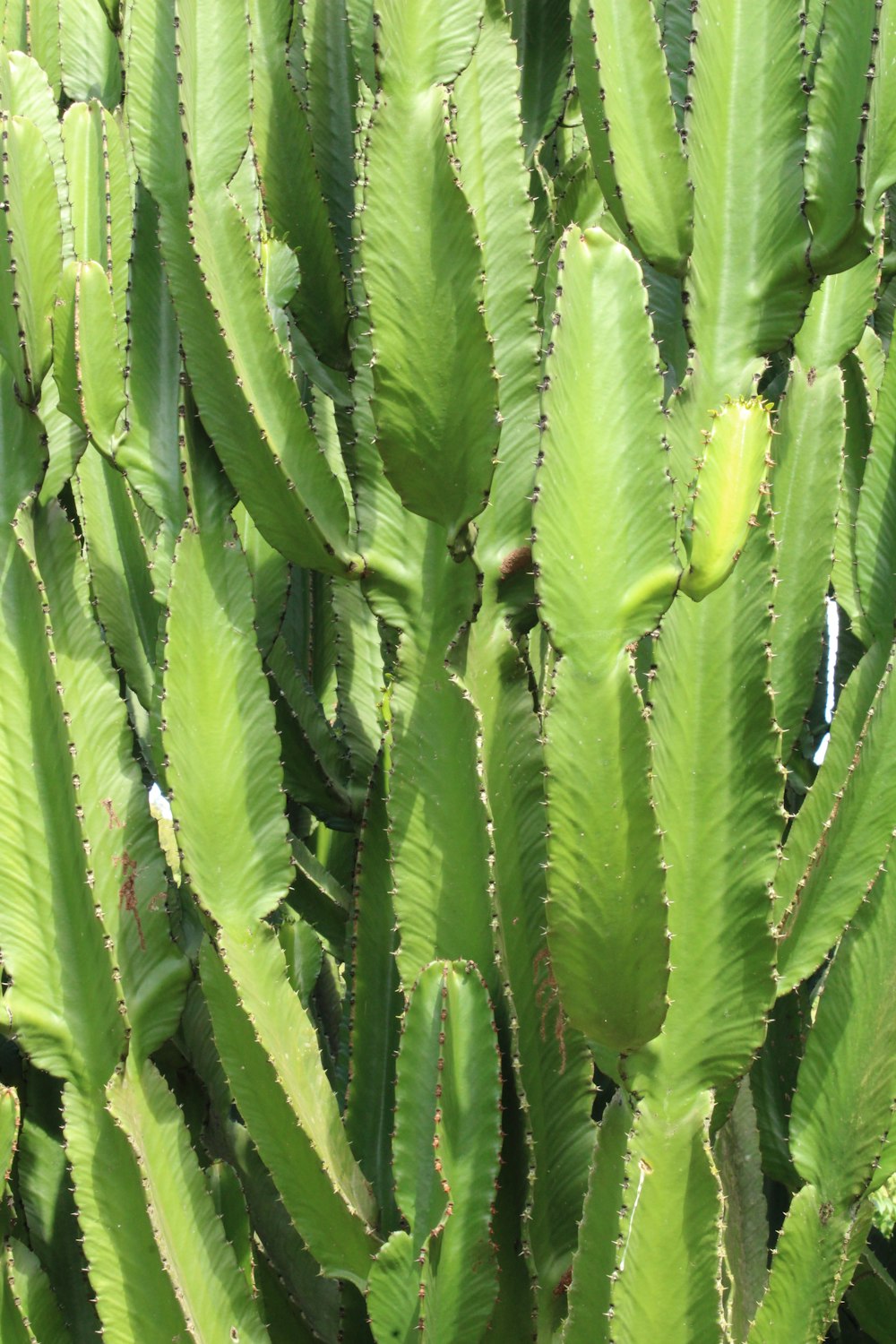 a close up of a green plant with lots of leaves