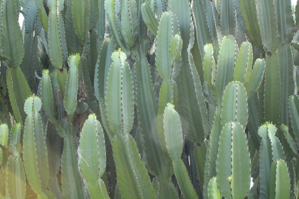 a large group of green cactus plants