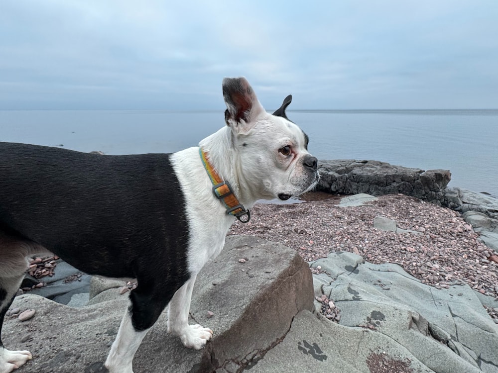 a black and white dog standing on top of a rocky beach