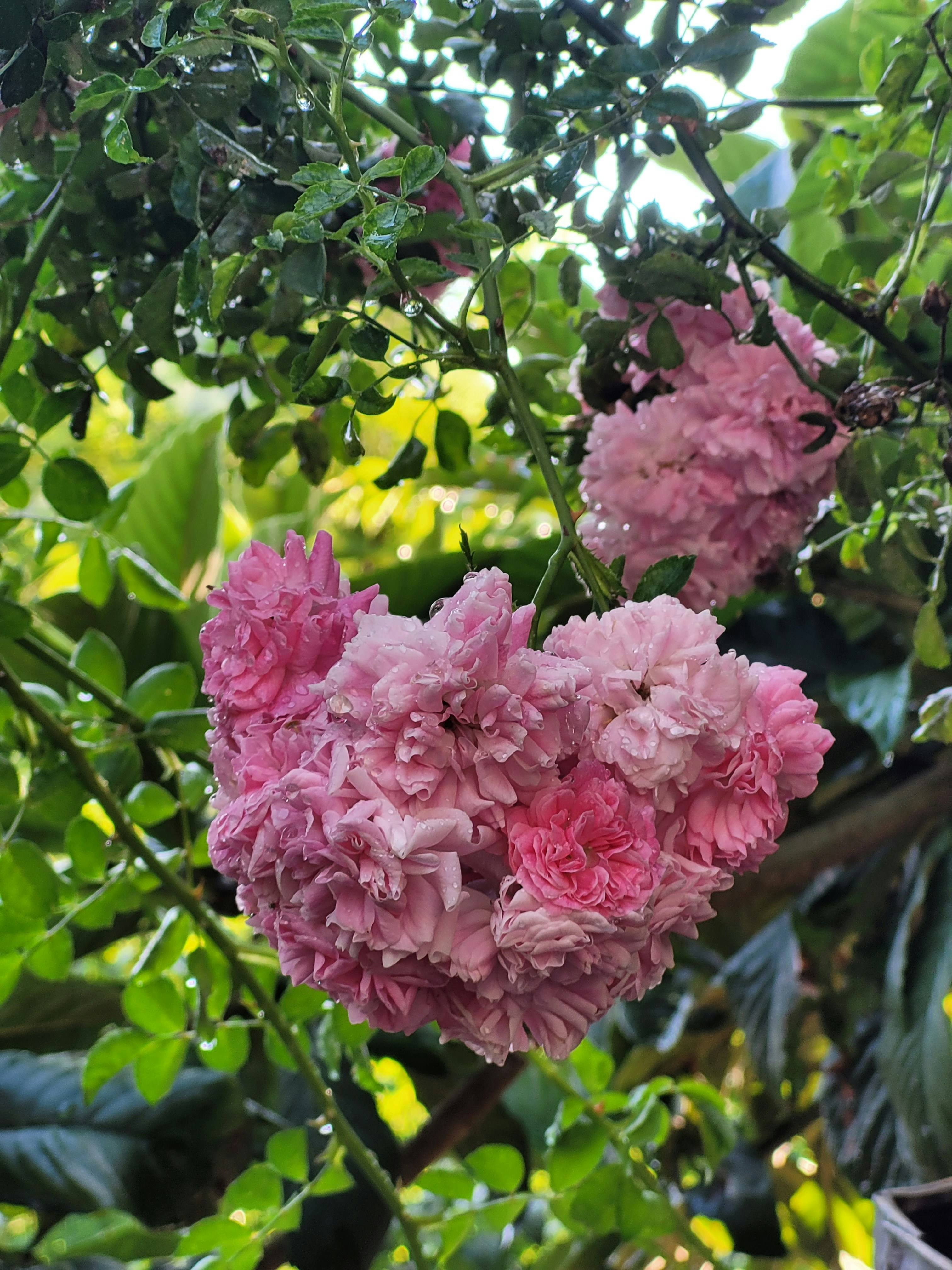 Photo by ifrahimtaqi619