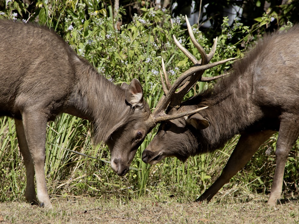 a couple of animals that are standing in the grass