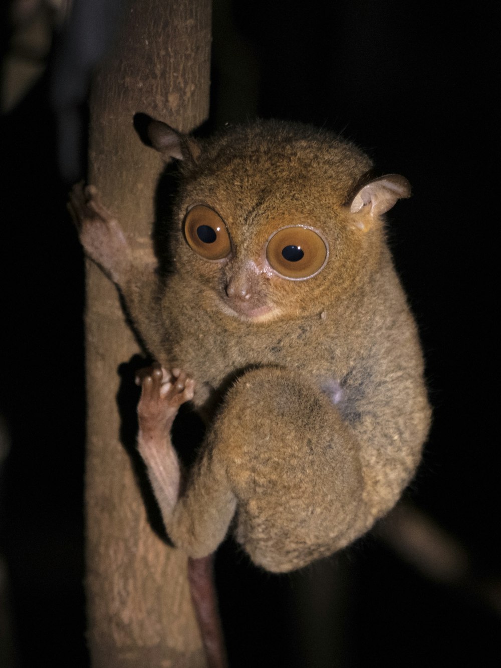 a small animal that is on a tree