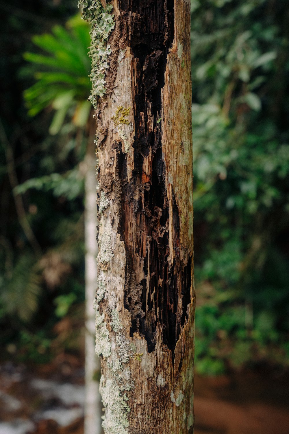 a close up of a tree trunk in a forest