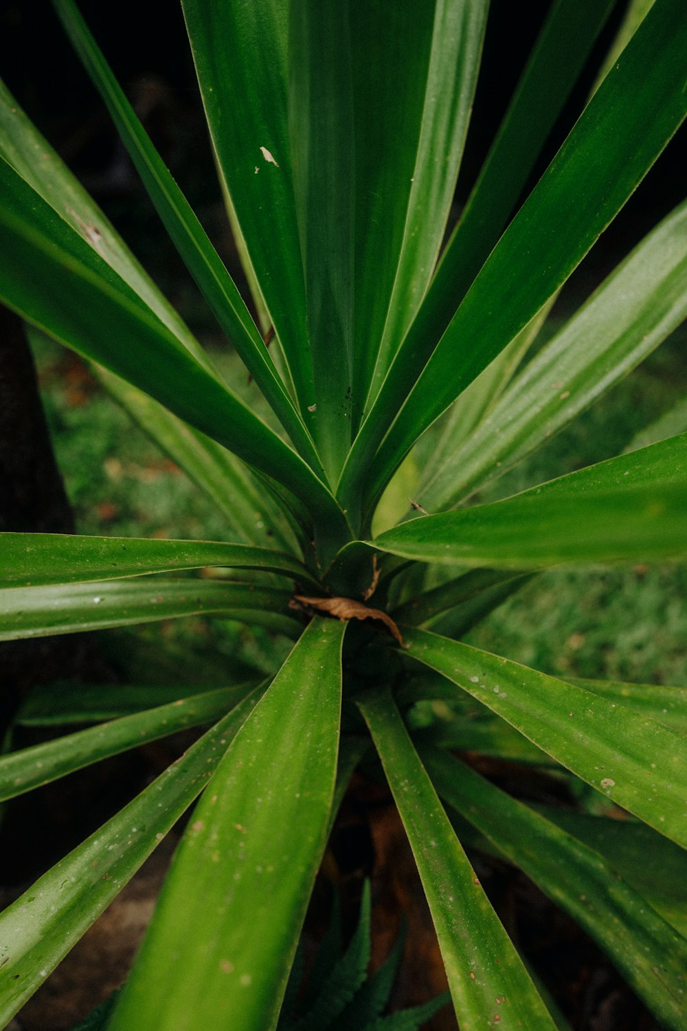 a close up of a green plant with lots of leaves